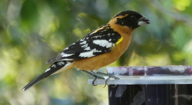 Black-headed Grosbeak - ML201778791