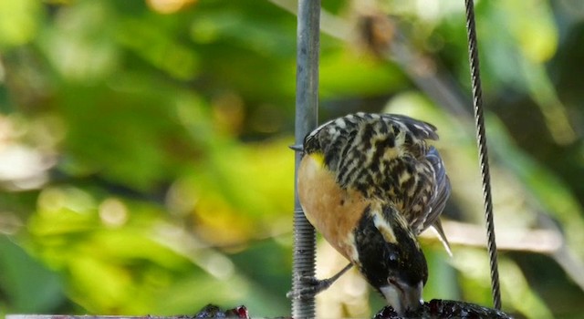 Black-headed Grosbeak - ML201778801