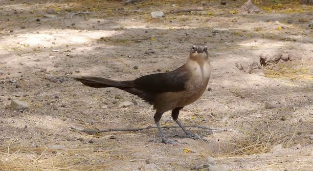 Great-tailed Grackle (Western) - ML201778881