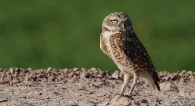 Burrowing Owl (Western) - ML201778911