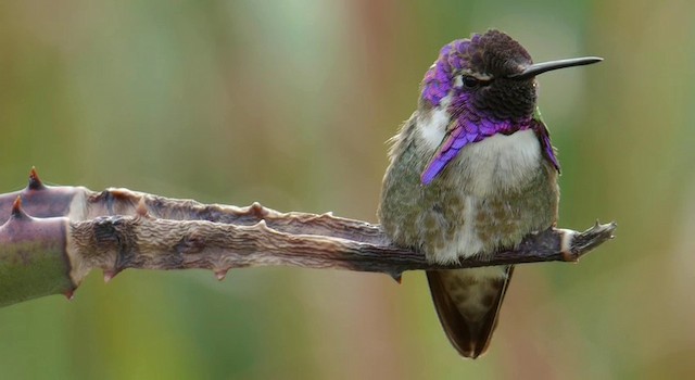 Colibrí de Costa - ML201778921