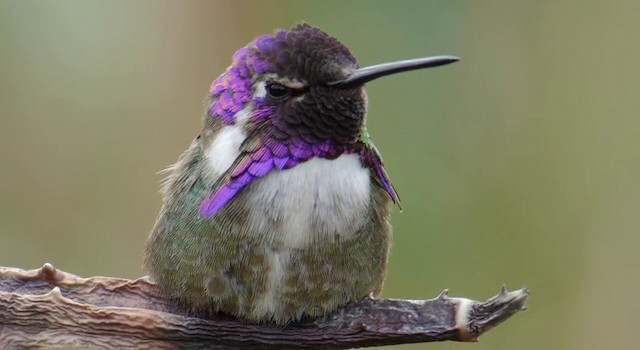 Colibrí de Costa - ML201778941