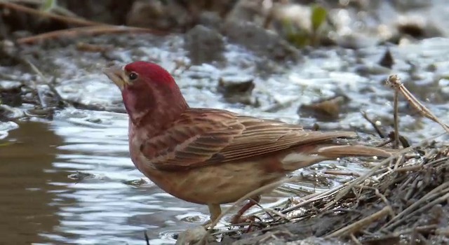 Camachuelo de Cassin - ML201779051