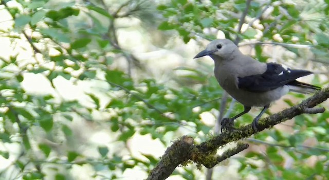 Clark's Nutcracker - ML201779061