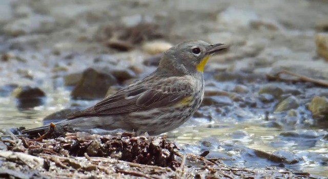 Yellow-rumped Warbler (Audubon's) - ML201779081