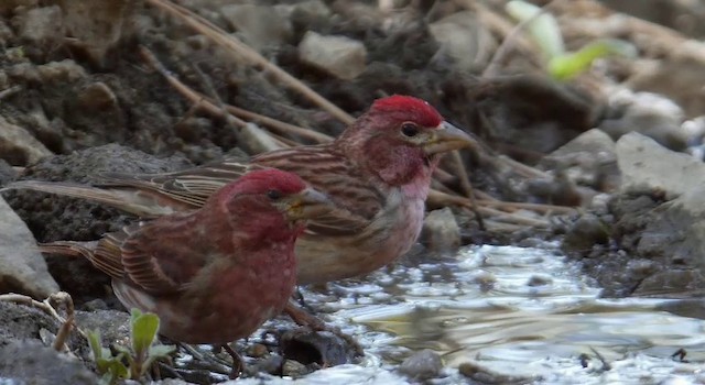 Purple Finch - ML201779091