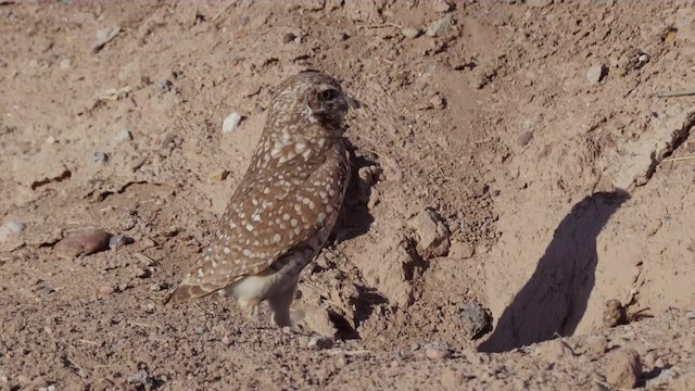 Burrowing Owl (Western) - ML201779181