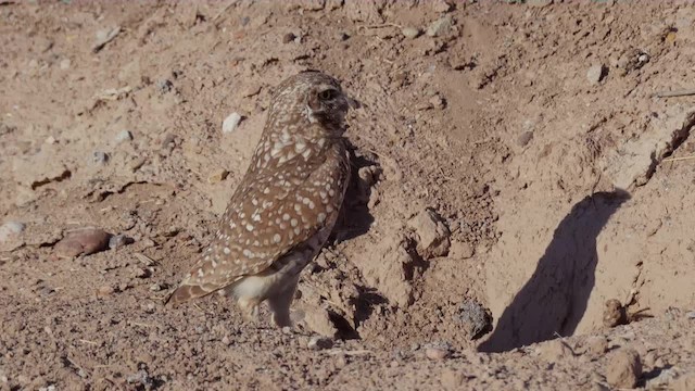 Chevêche des terriers (hypugaea/rostrata) - ML201779181