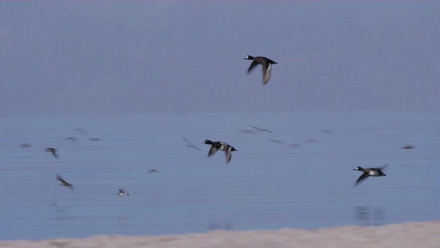 Lesser Scaup - ML201779191