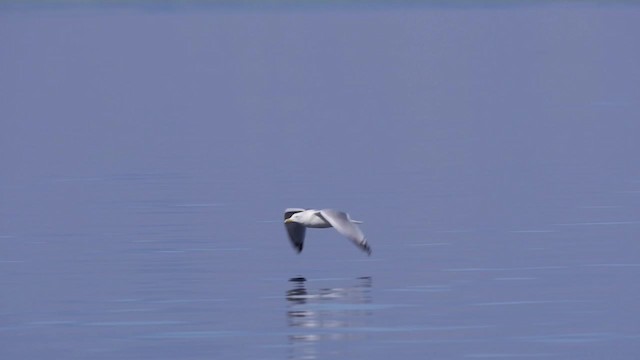 California Gull (californicus) - ML201779221