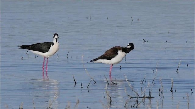 Black-necked Stilt (Black-necked) - ML201779261