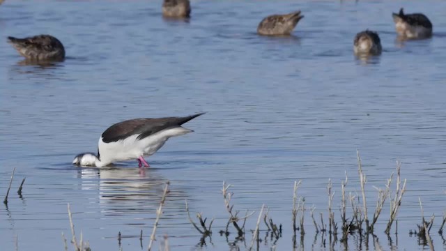 Black-necked Stilt (Black-necked) - ML201779271