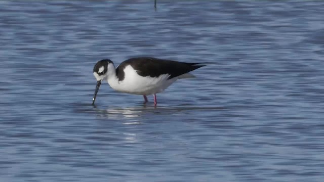 Black-necked Stilt (Black-necked) - ML201779281