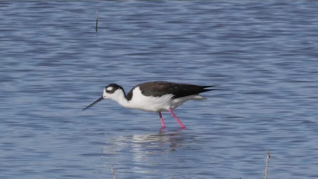 Black-necked Stilt (Black-necked) - ML201779291