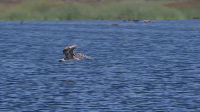 Brown Pelican (California) - ML201779471