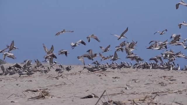 Brown Pelican (California) - ML201779481
