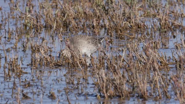 Long-billed Dowitcher - ML201779651