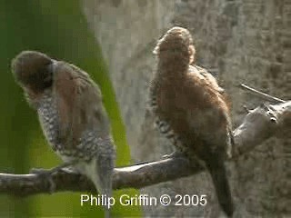 Scaly-breasted Munia (Scaled) - ML201779821