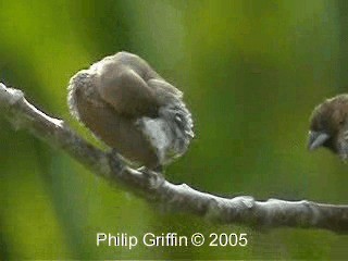 Scaly-breasted Munia (Scaled) - ML201779831