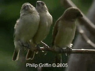 Scaly-breasted Munia (Scaled) - ML201779841