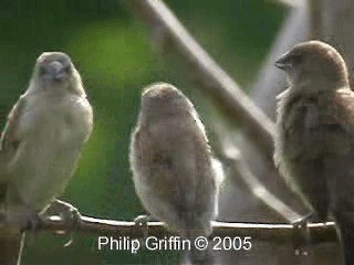 斑文鳥(nisoria群) - ML201779851