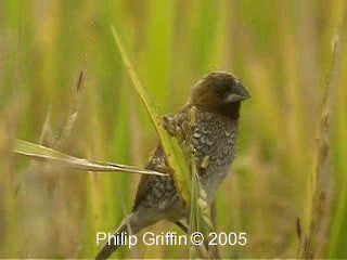 斑文鳥(nisoria群) - ML201779861