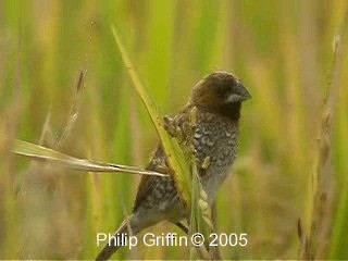 Scaly-breasted Munia (Scaled) - ML201779861