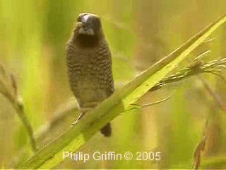 Scaly-breasted Munia (Scaled) - ML201779871