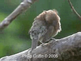 斑文鳥(nisoria群) - ML201779881