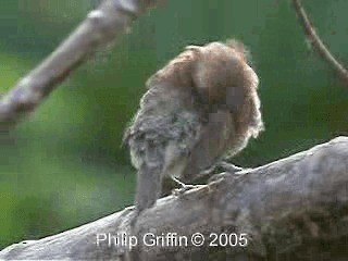 Scaly-breasted Munia (Scaled) - ML201779881