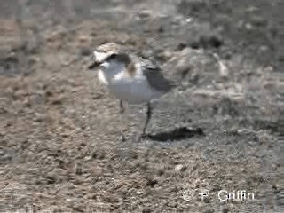 חופמי אדום-כיפה - ML201780021