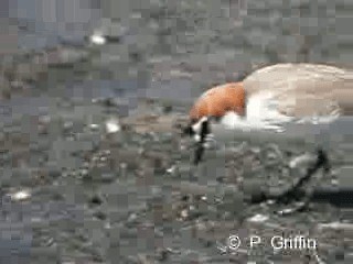 Red-capped Plover - ML201780031