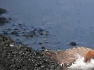 Red-capped Plover - ML201780041