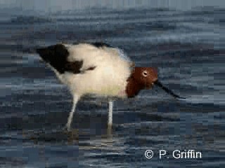 Avoceta Australiana - ML201780171