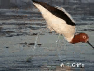 Avoceta Australiana - ML201780181