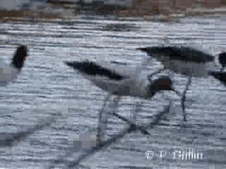 Red-necked Avocet - ML201780191