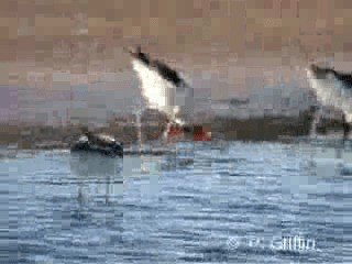 Red-necked Avocet - ML201780201