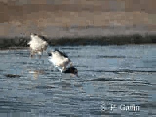 Avoceta Australiana - ML201780211