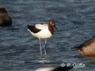 Red-necked Avocet - ML201780221