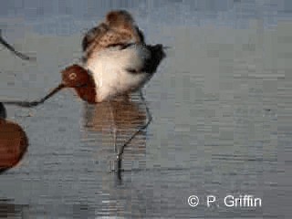 Avoceta Australiana - ML201780231