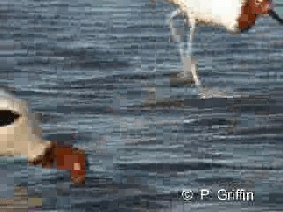 Red-necked Avocet - ML201780241