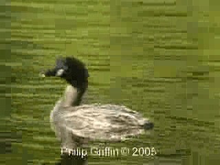 Australasian Grebe - ML201780251