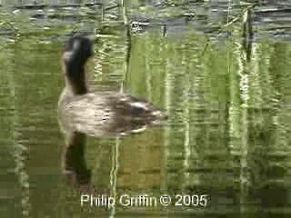 Australasian Grebe - ML201780261