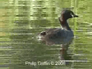 Australasian Grebe - ML201780271