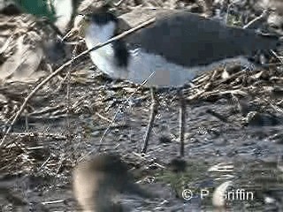 Masked Lapwing (Black-shouldered) - ML201780281