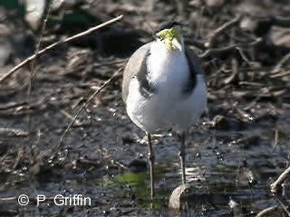 Masked Lapwing (Black-shouldered) - ML201780291