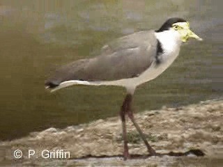 Masked Lapwing (Black-shouldered) - ML201780301