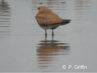 Oriental Pratincole - ML201780311