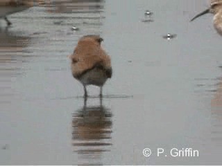 Oriental Pratincole - ML201780321