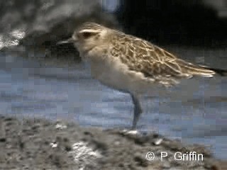 Pacific Golden-Plover - ML201780341